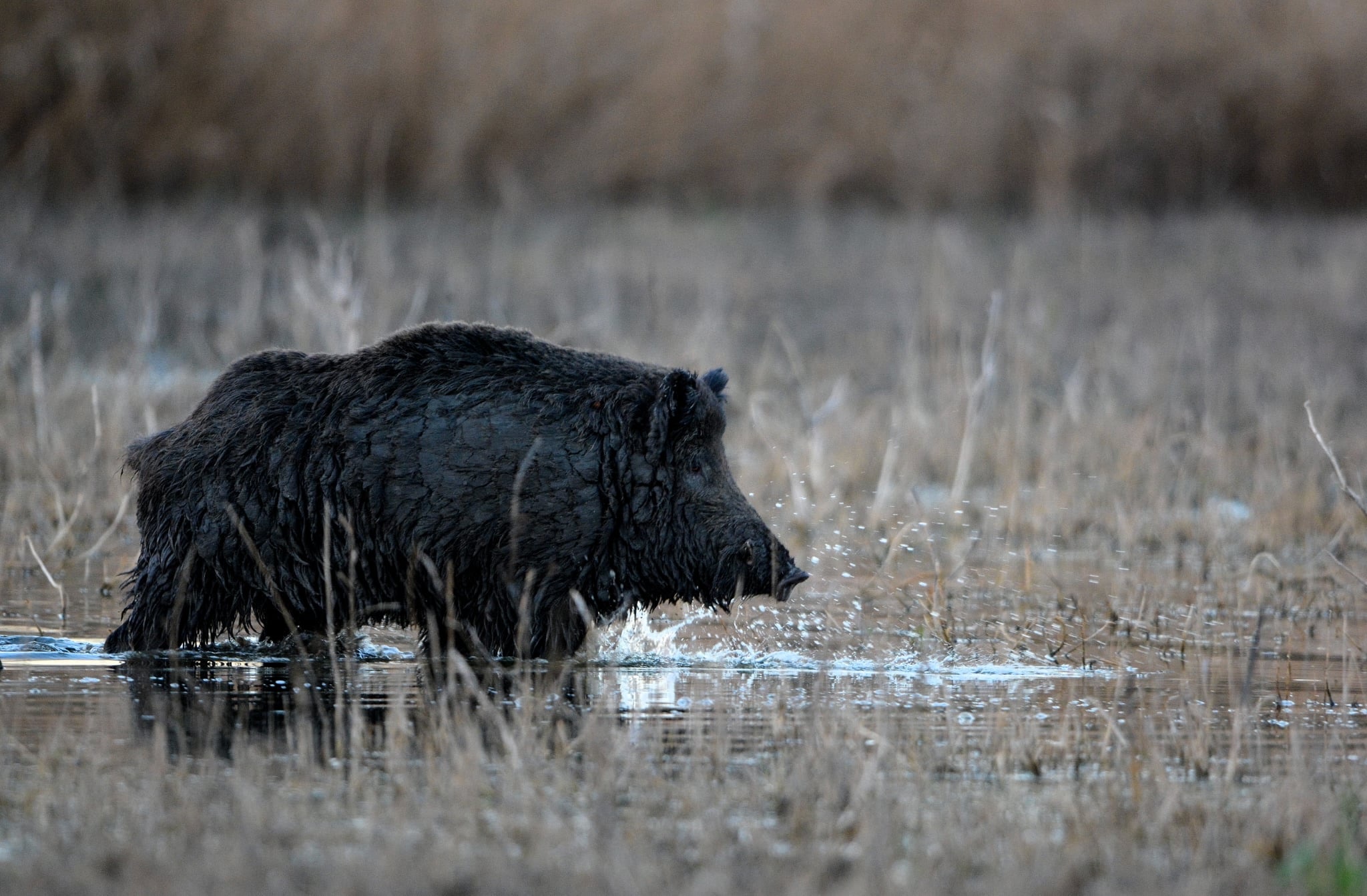Gemenc erdő vaddisznó